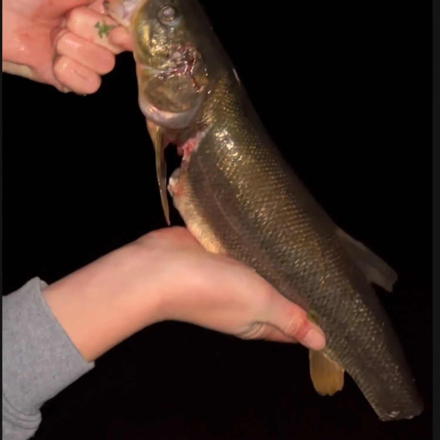 catch