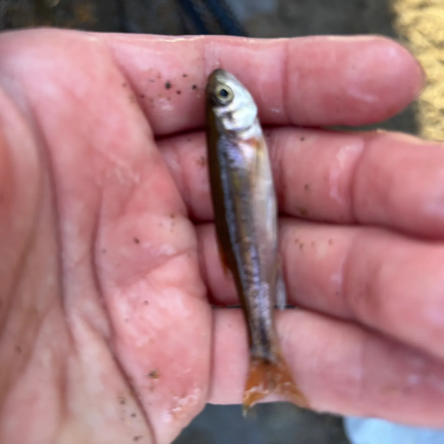 The most popular recent Rosyside dace catch on Fishbrain