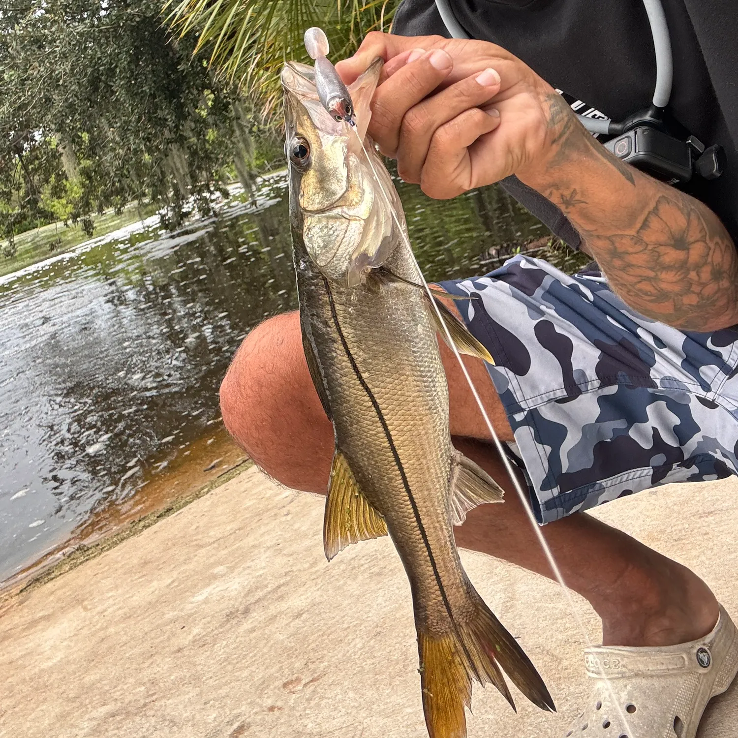 Common snook caught on Fishbrain