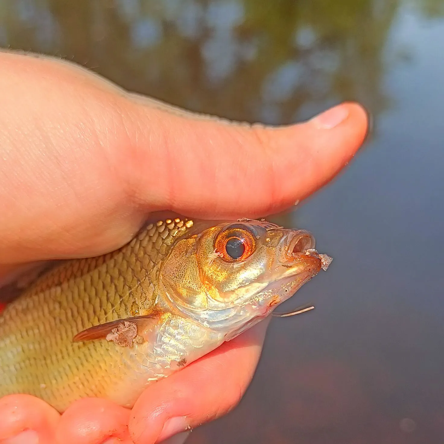 Common rudd caught on Fishbrain