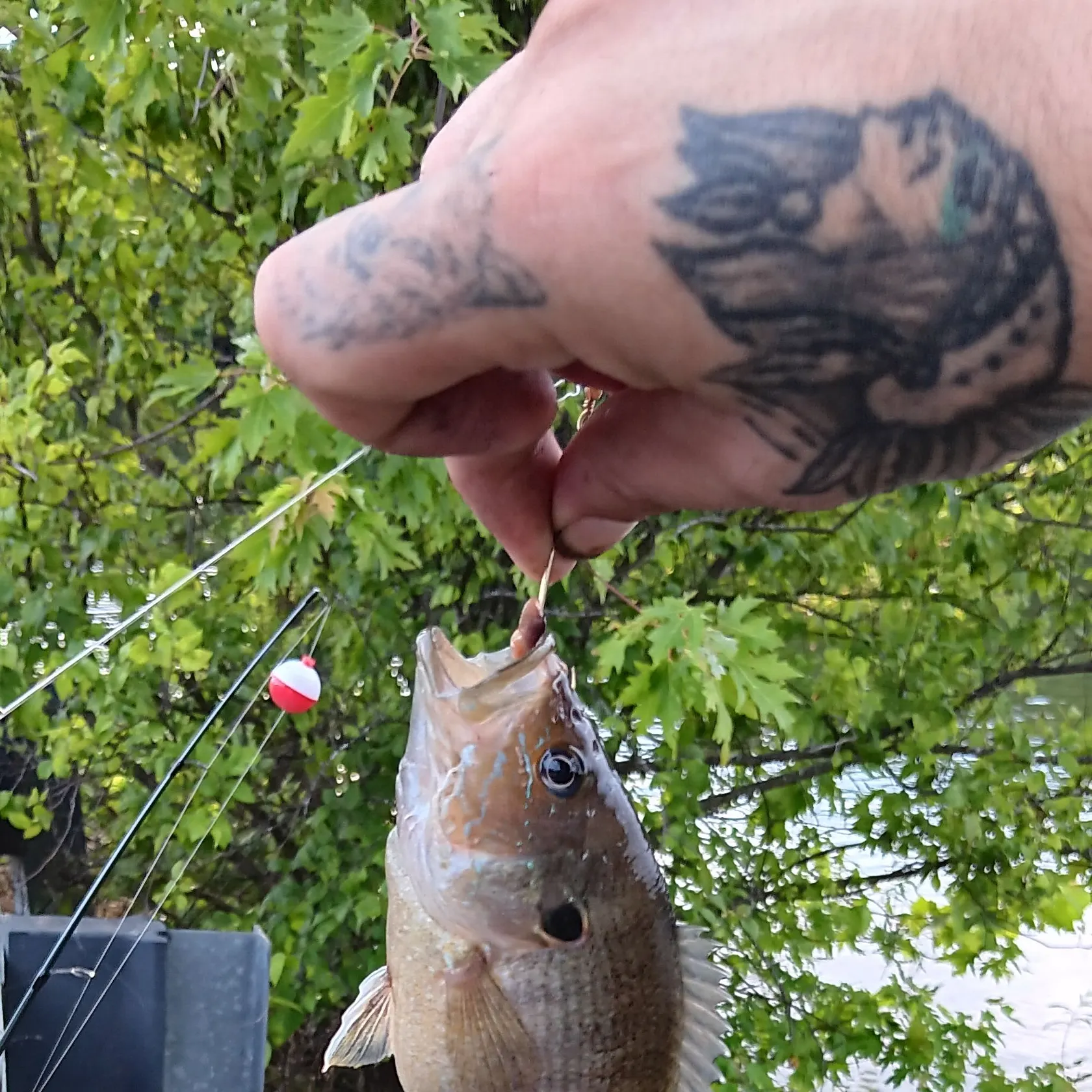 catch