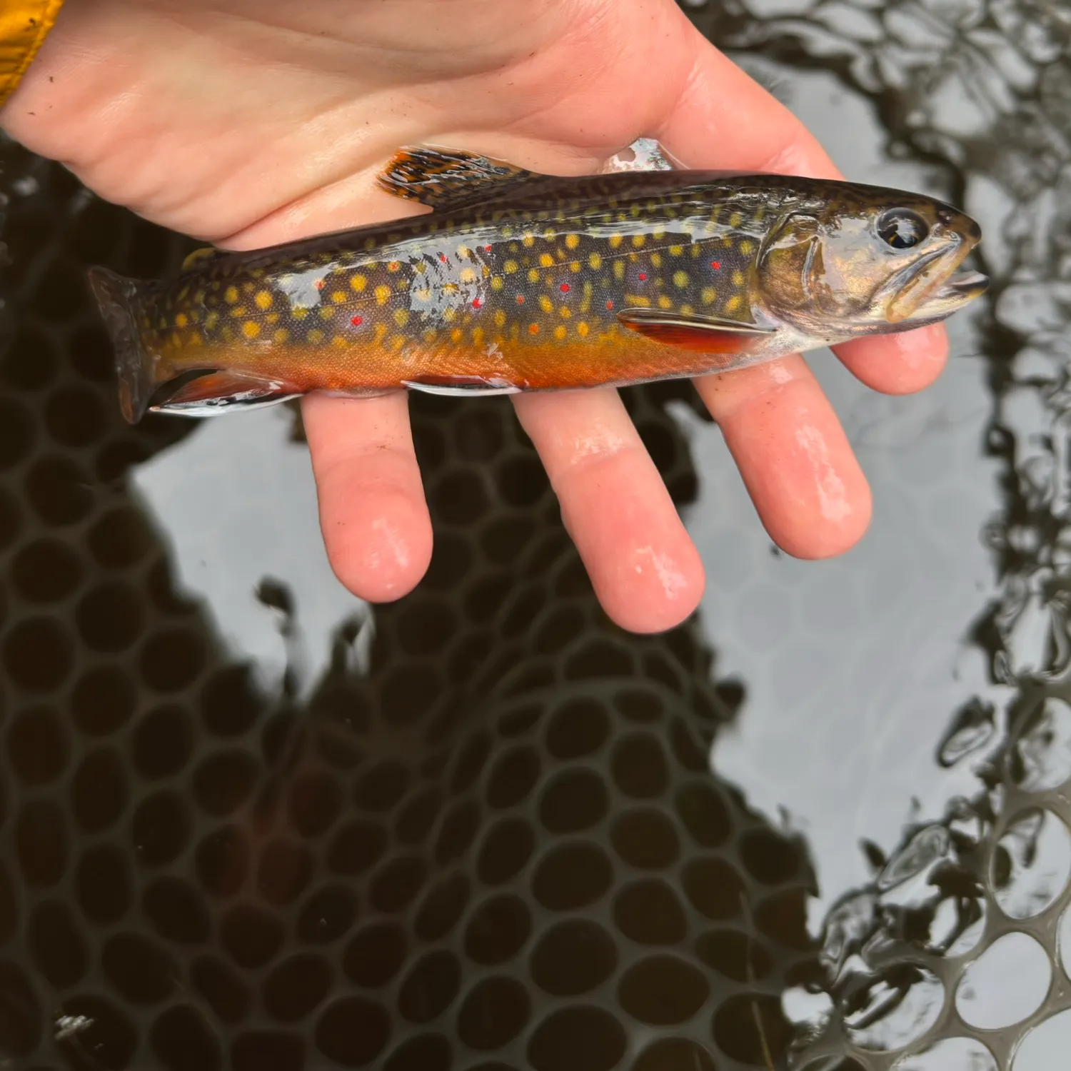 Brook trout caught on Fishbrain