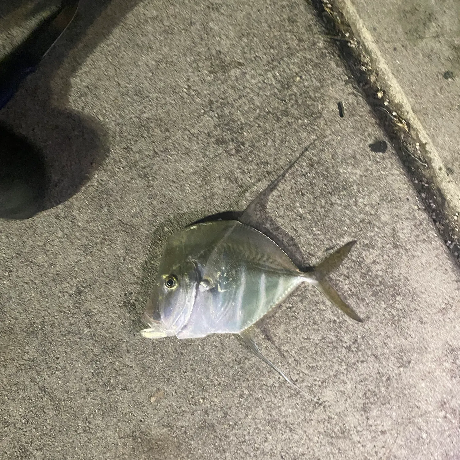 The most recent Lookdown catches on Fishbrain