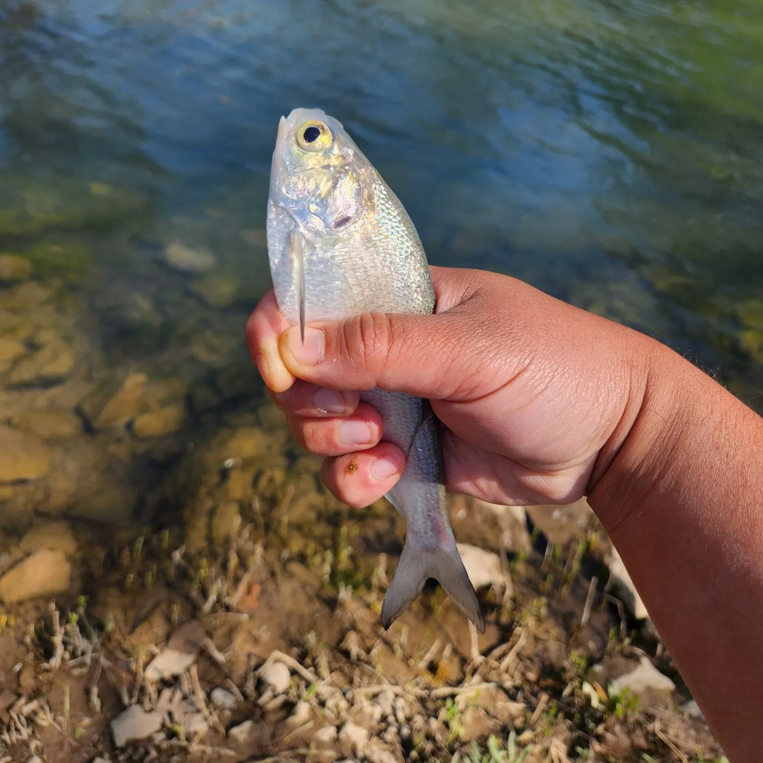 most liked catch image