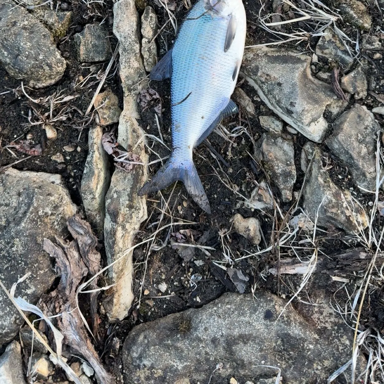 The most recent American gizzard shad catches on Fishbrain