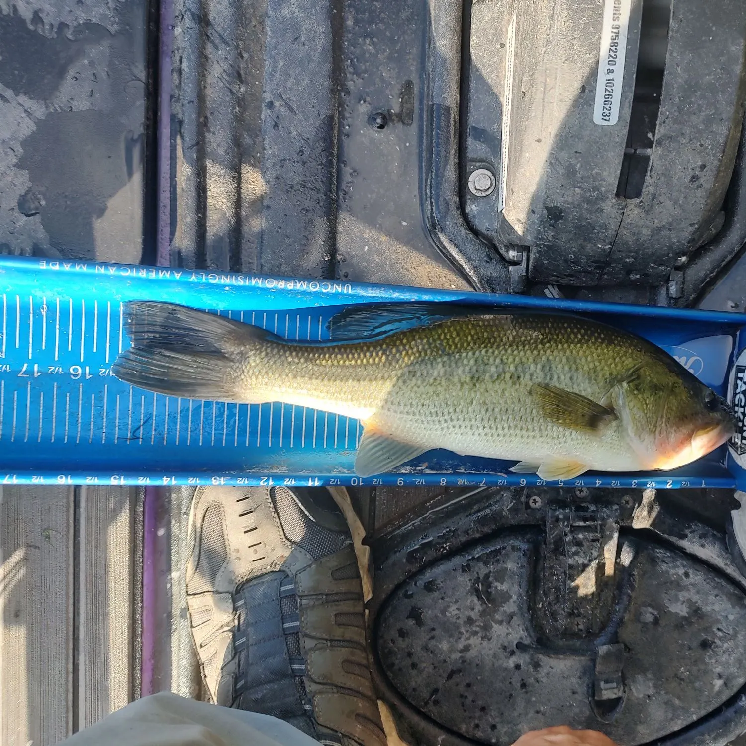 Largemouth bass caught on Fishbrain