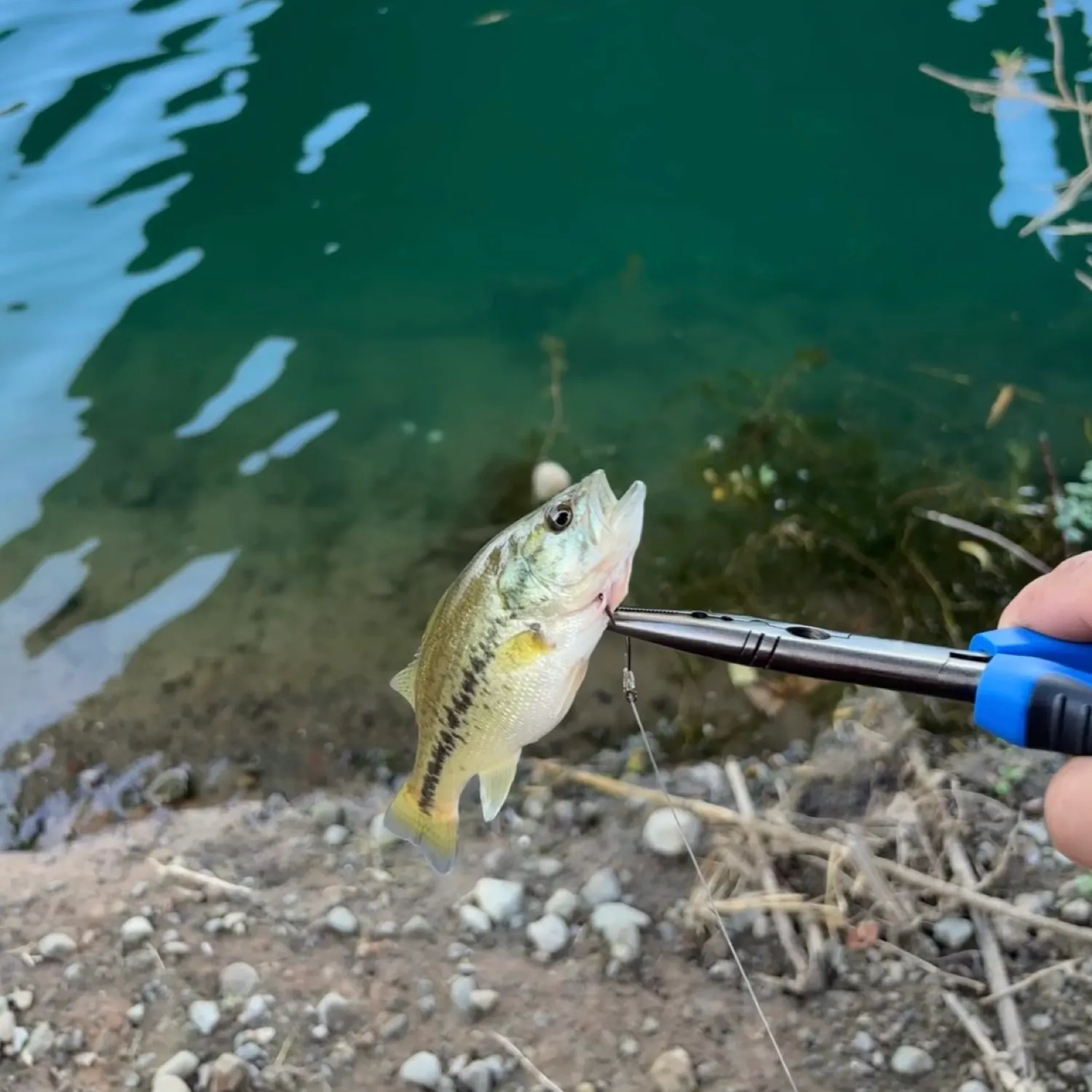 angler catch