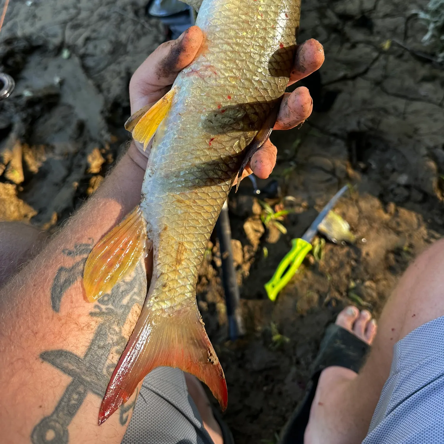 The most recent Smallmouth redhorse catches on Fishbrain