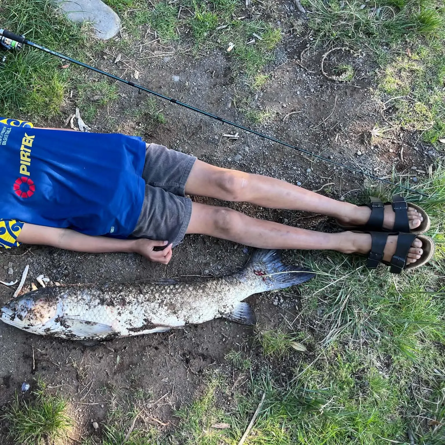 Grass carp caught on Fishbrain