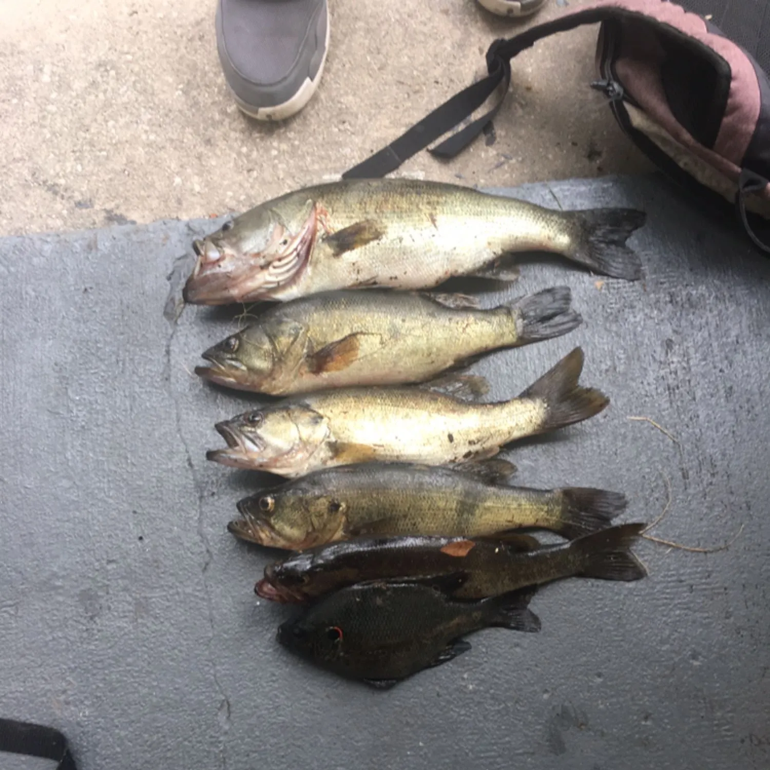 recently logged catches