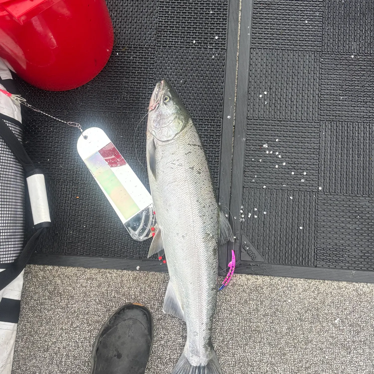 Coho salmon caught on Fishbrain