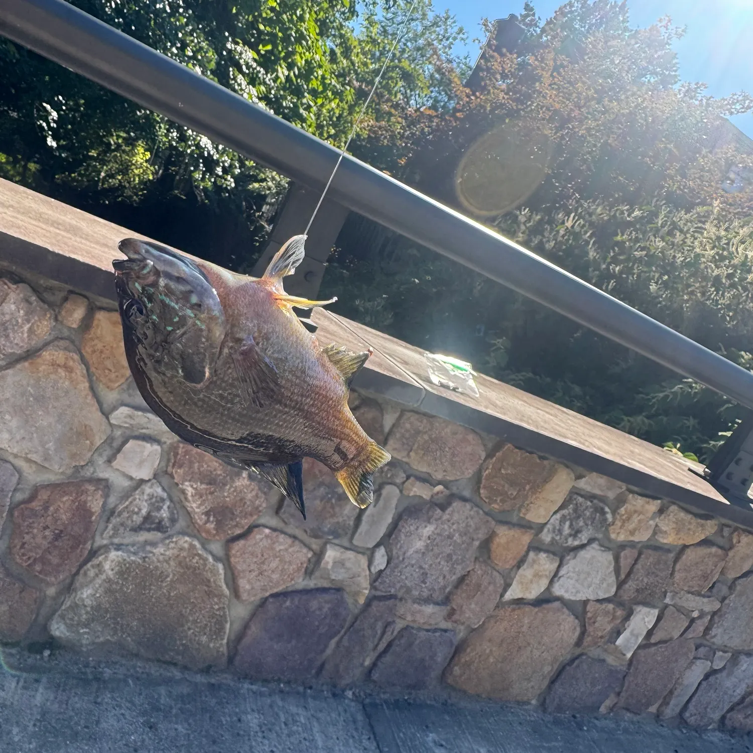 Green sunfish caught on Fishbrain