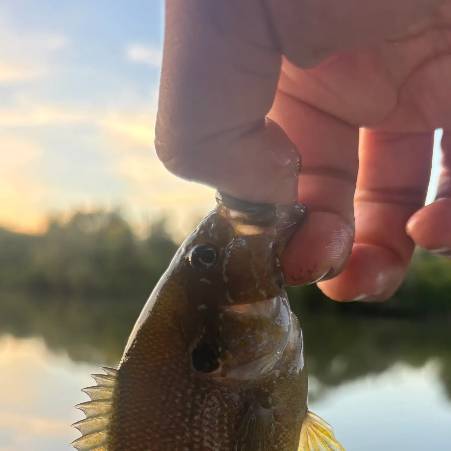 Green sunfish caught on Fishbrain