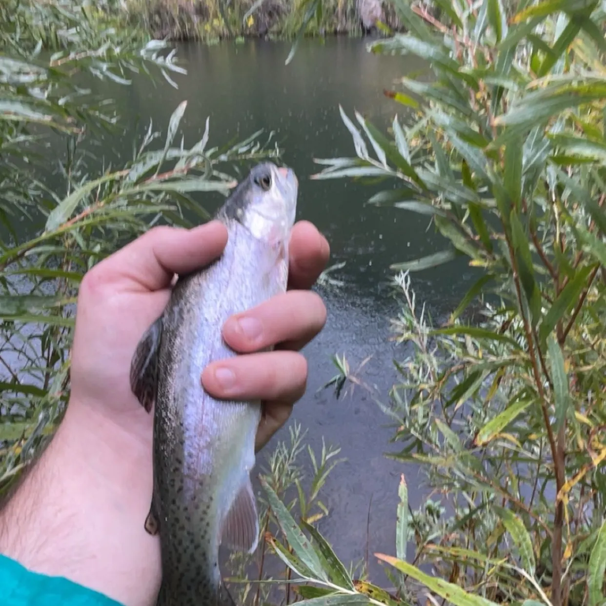 Rainbow trout caught on Fishbrain