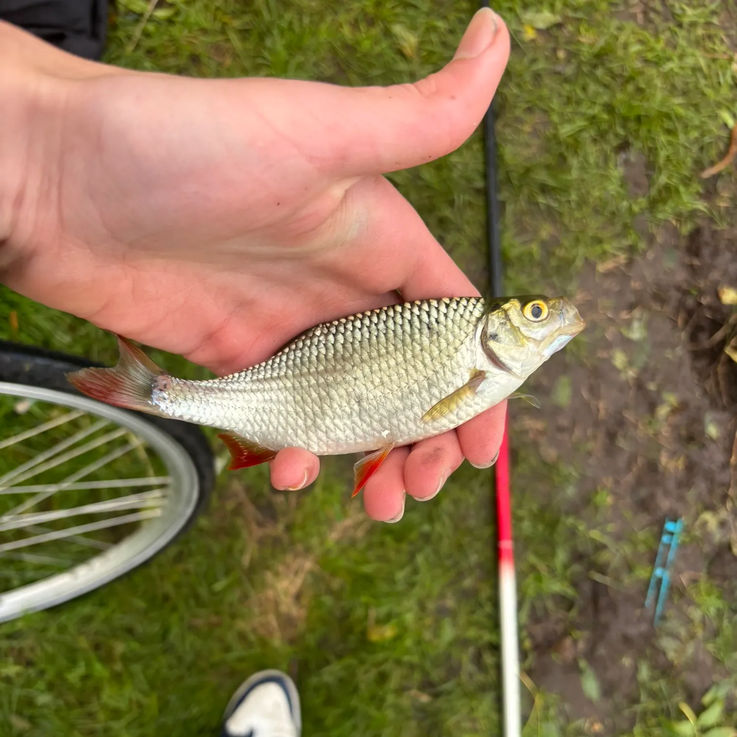 Fish caught on Fishbrain
