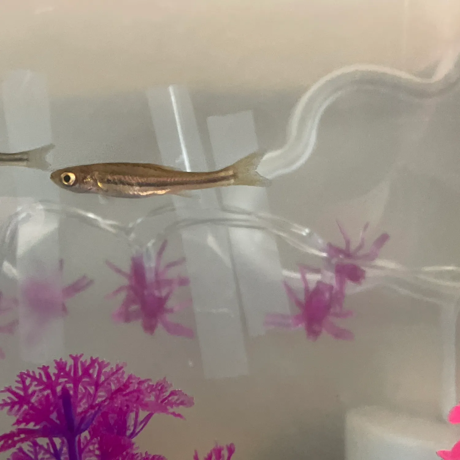 The most recent Brassy minnow catches on Fishbrain