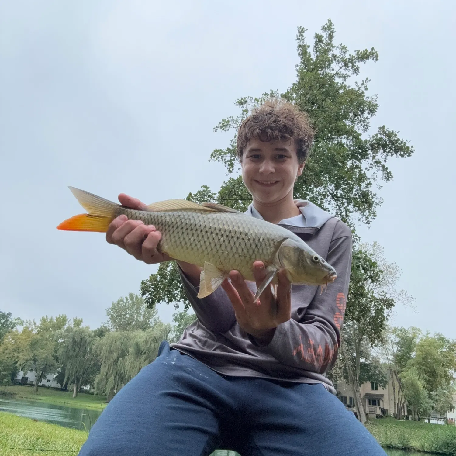 Common carp caught on Fishbrain