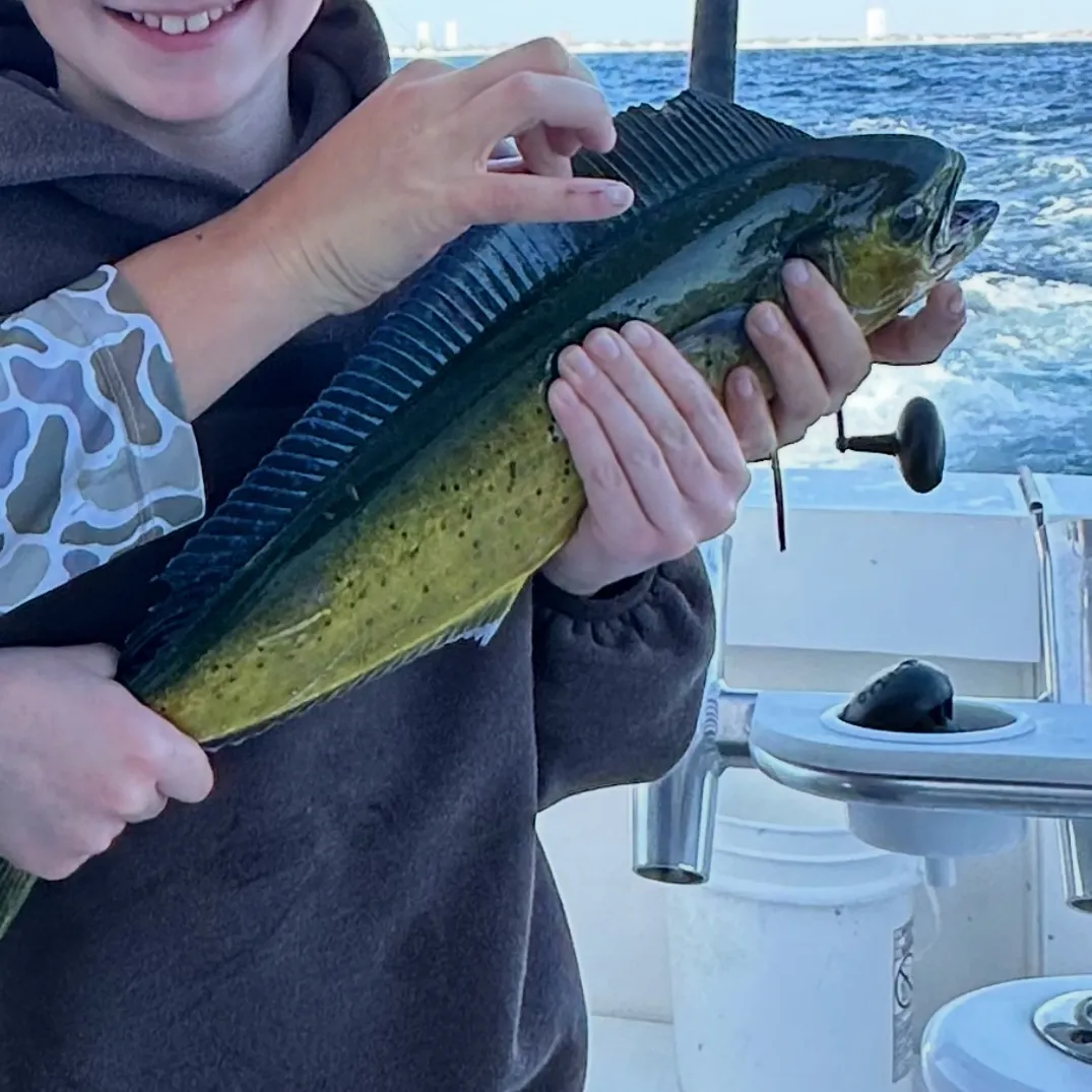 Common dolphinfish caught on Fishbrain