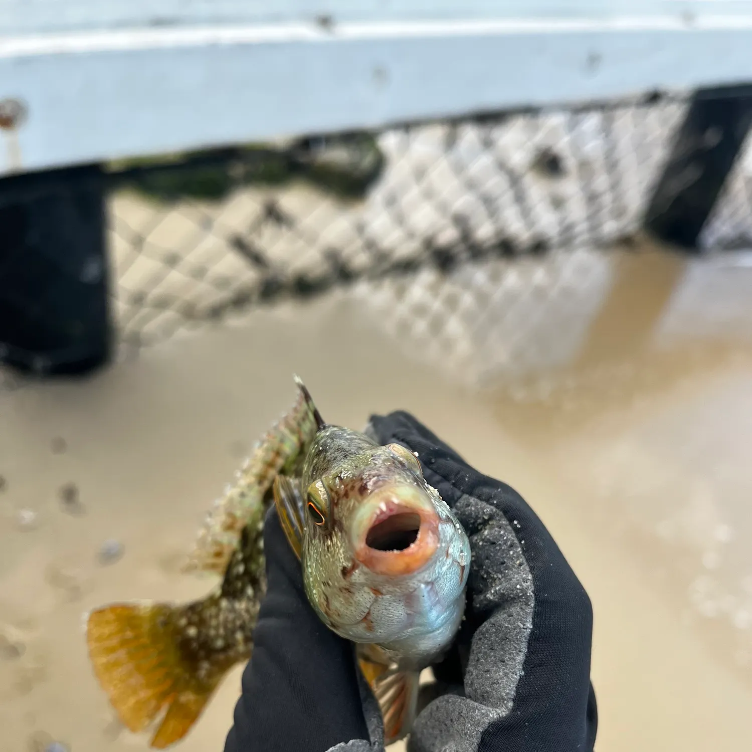 The most recent Rock wrasse catches on Fishbrain