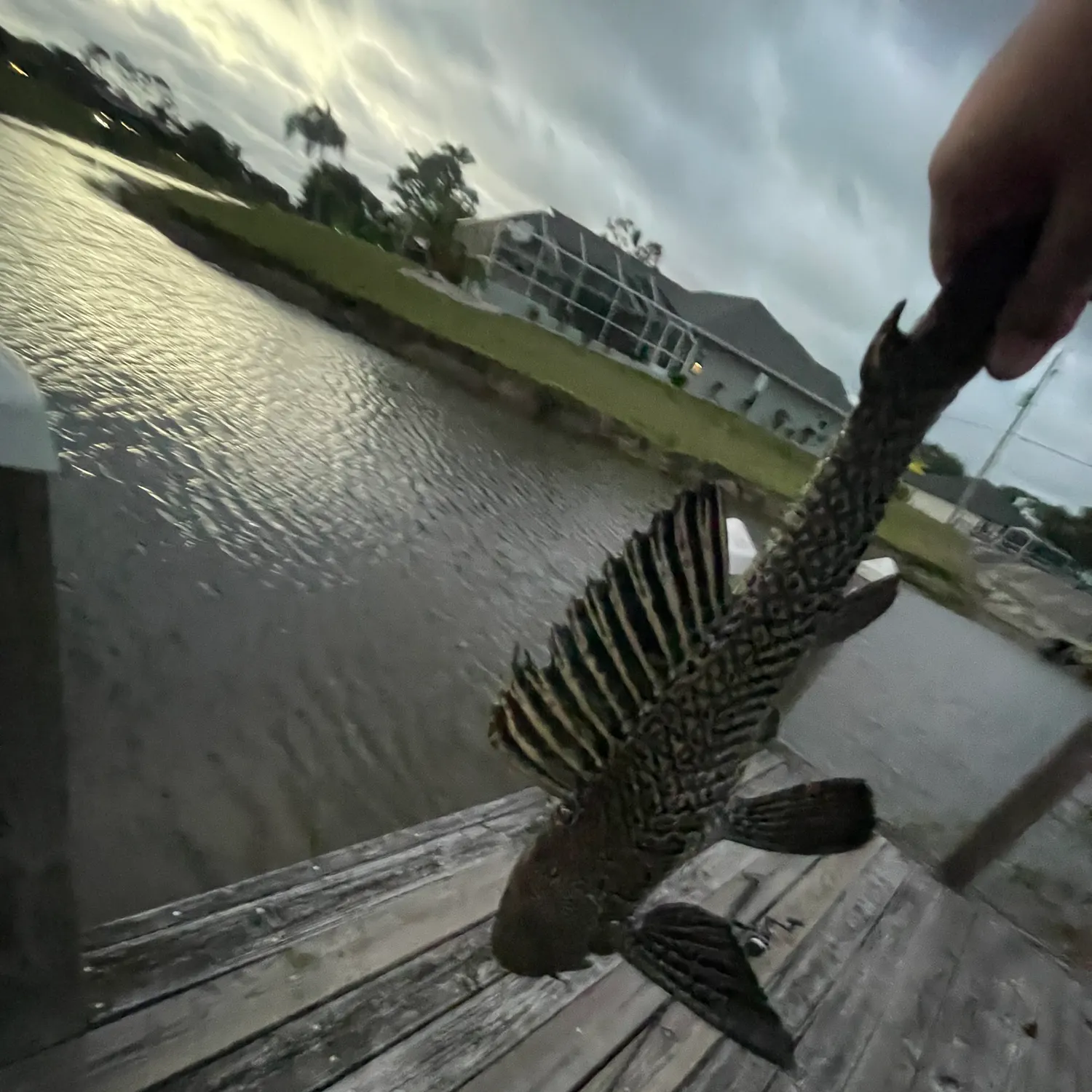 The most recent Suckermouth catfish catches on Fishbrain