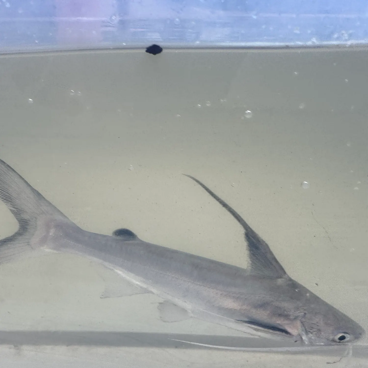 Gafftopsail sea catfish caught on Fishbrain