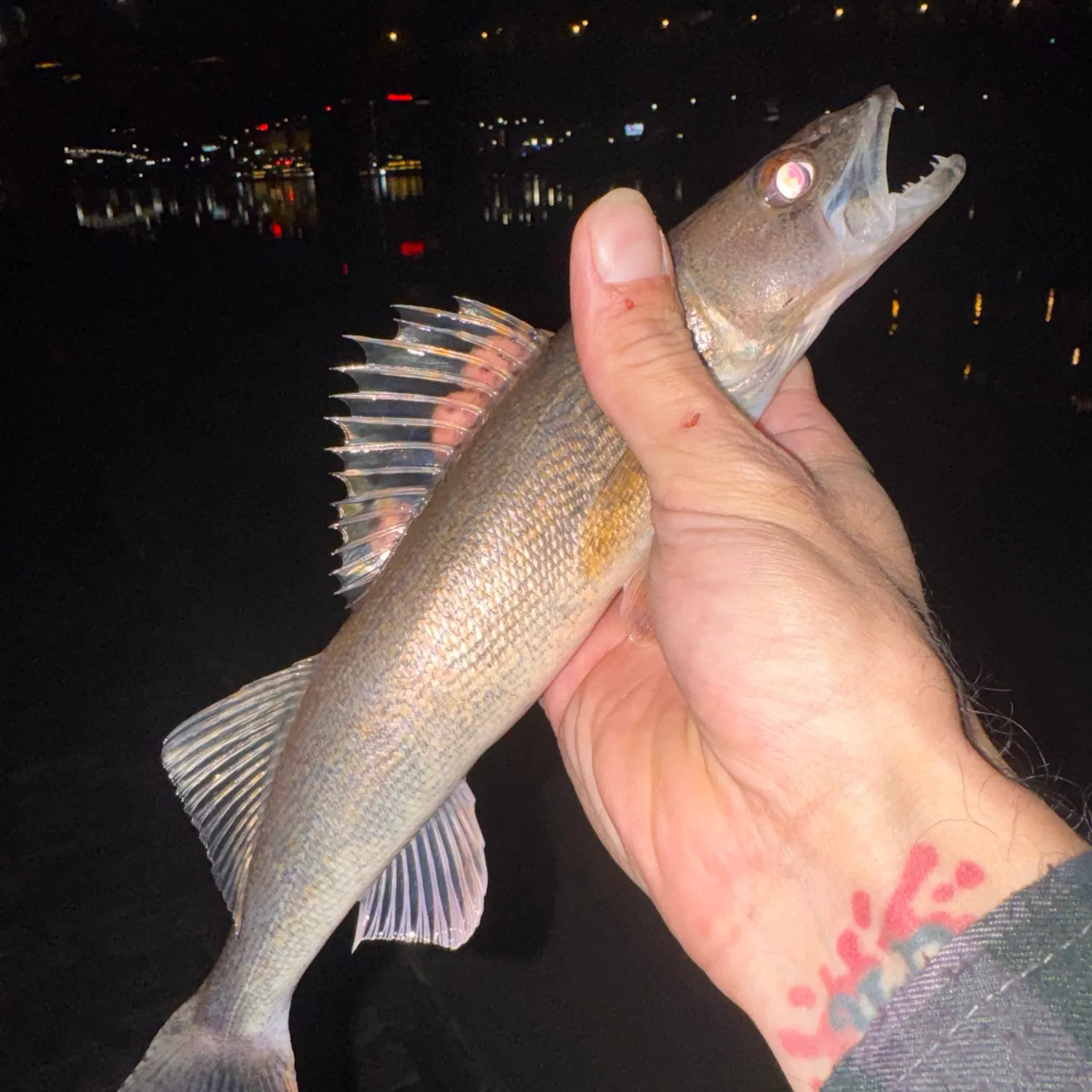 Saugeye caught on Fishbrain