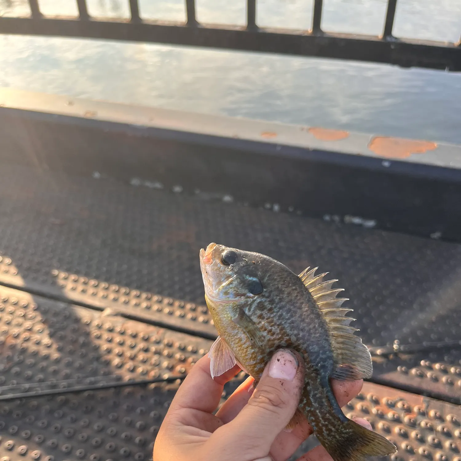 Greengill hybrid caught on Fishbrain