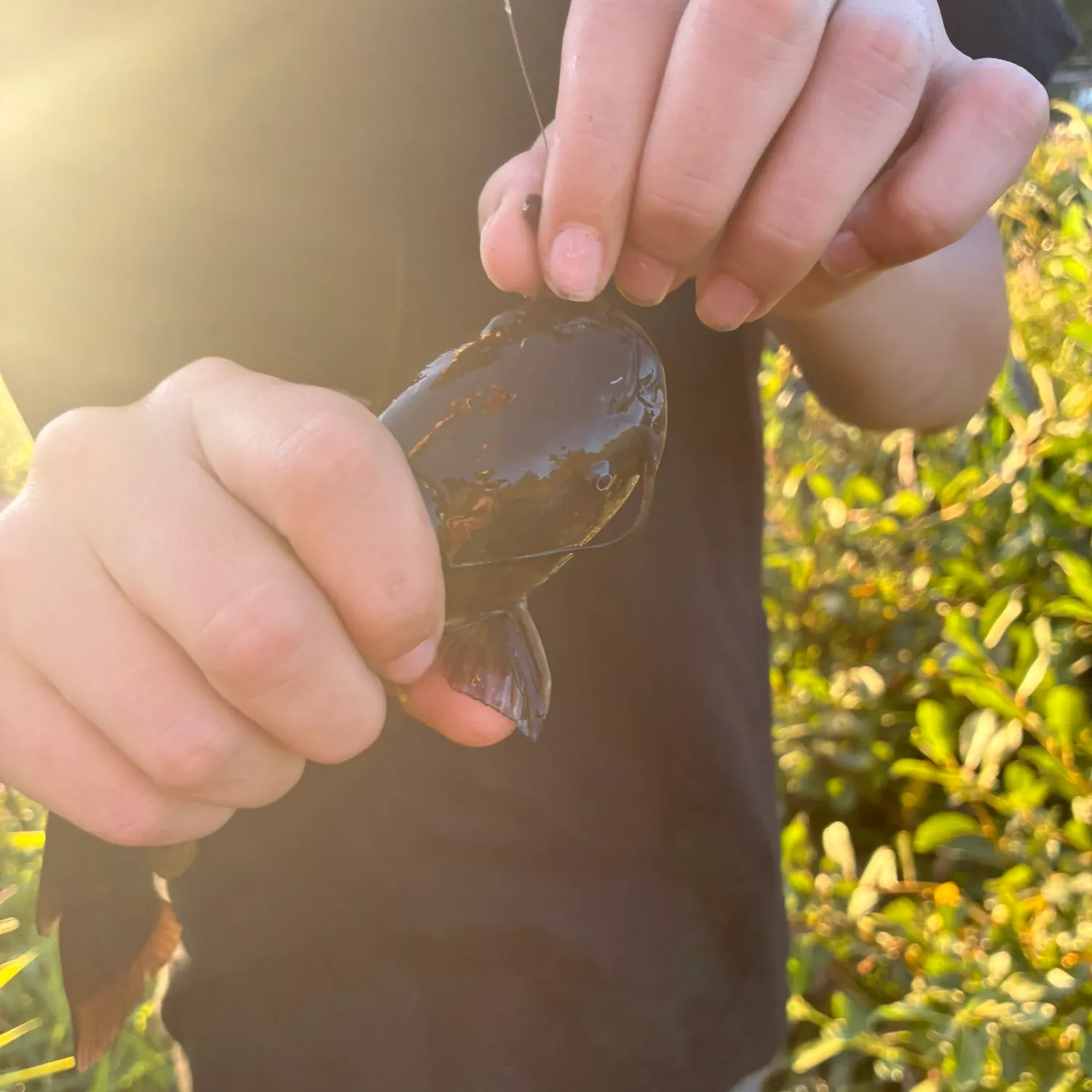 Black bullhead caught on Fishbrain