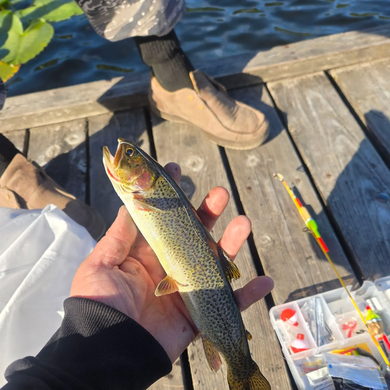The most recent Coastal cutthroat trout catches on Fishbrain