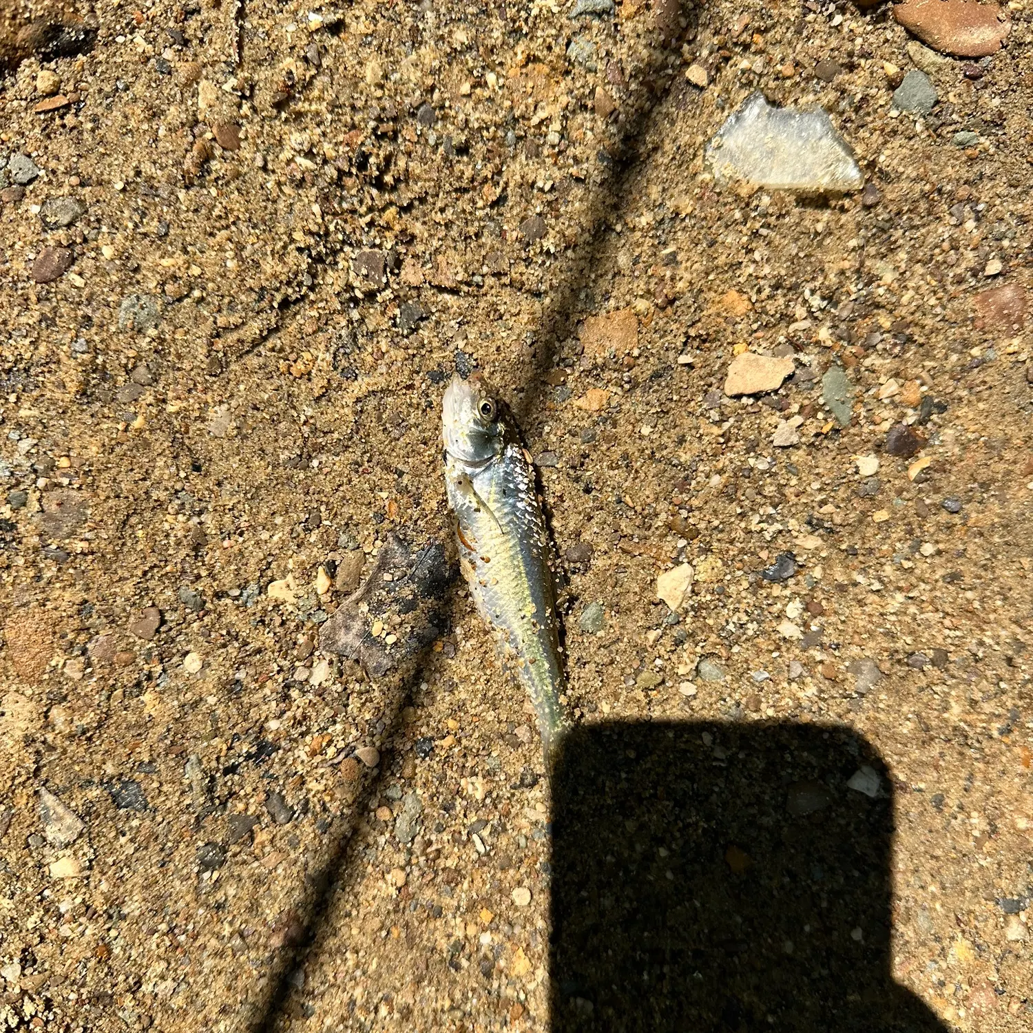 The most recent Striped shiner catches on Fishbrain