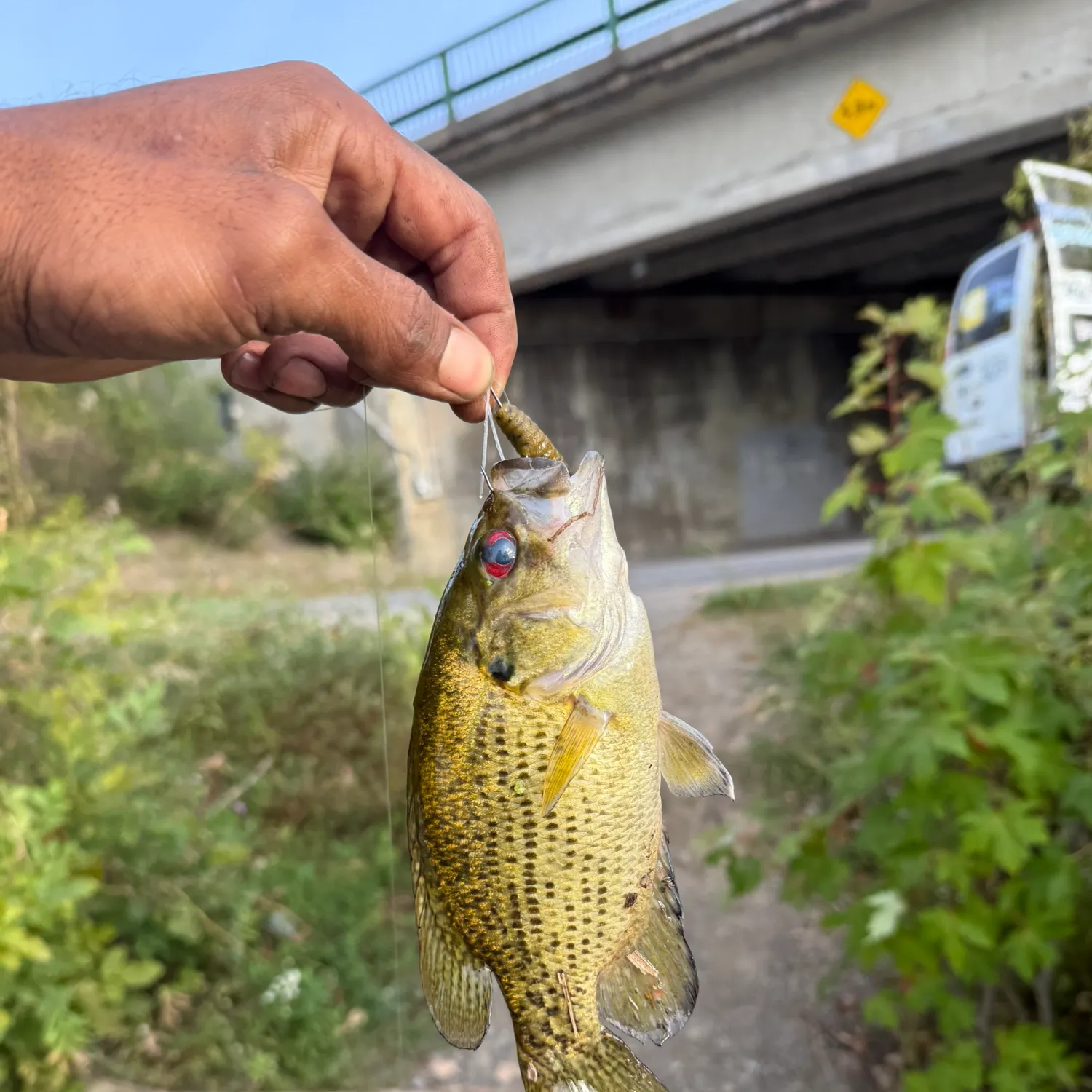 Rock bass caught on Fishbrain