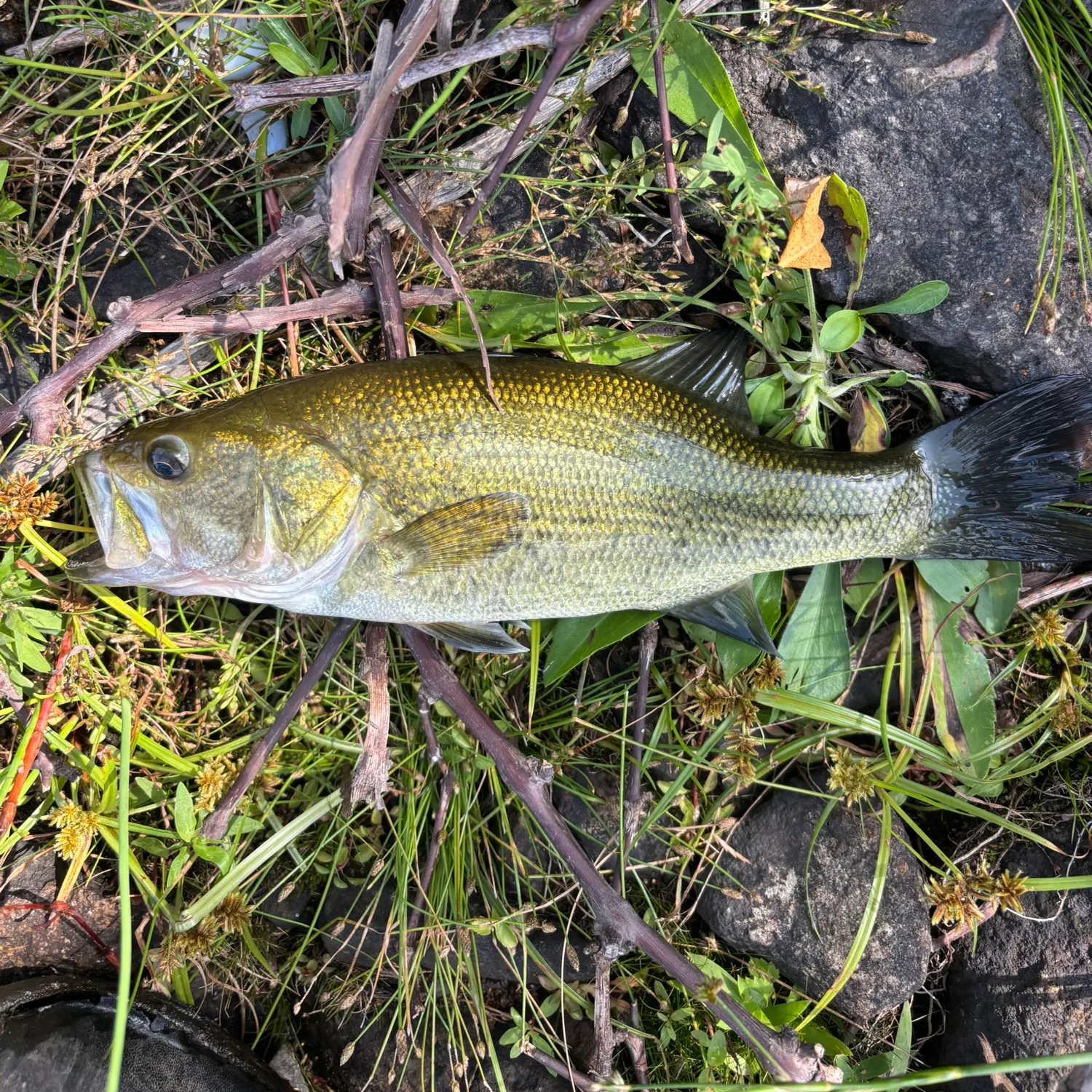 Smallmouth bass caught on Fishbrain