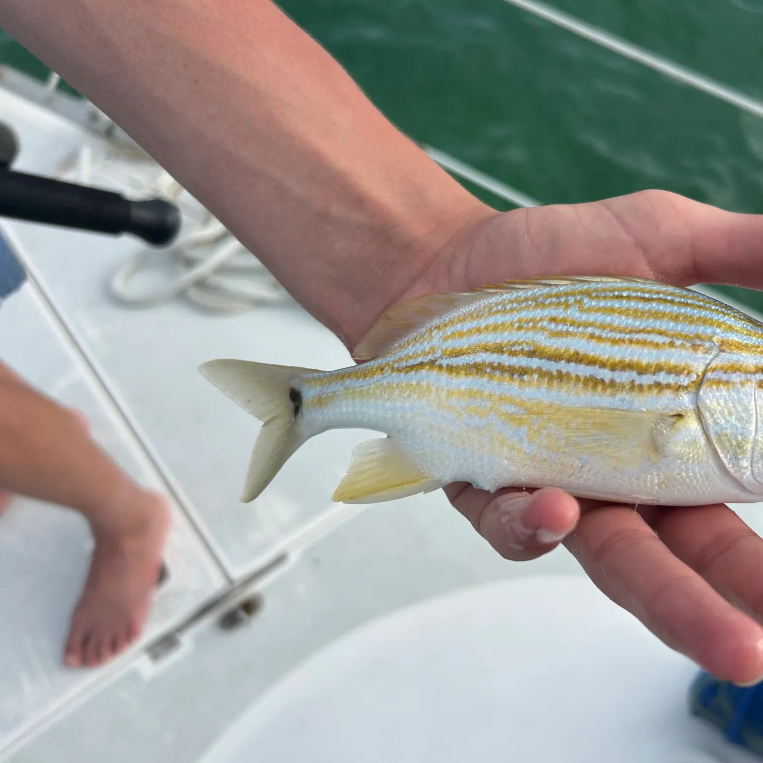 The most recent Lane snapper catches on Fishbrain