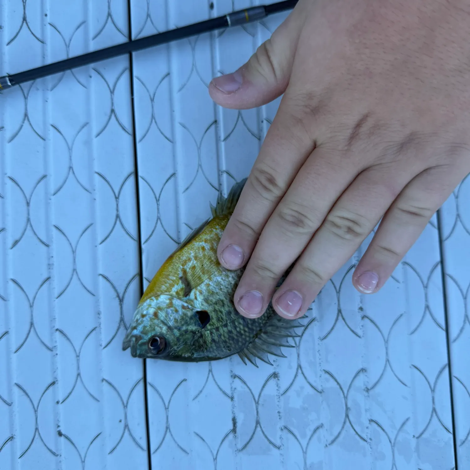 Pumpkinseed caught on Fishbrain