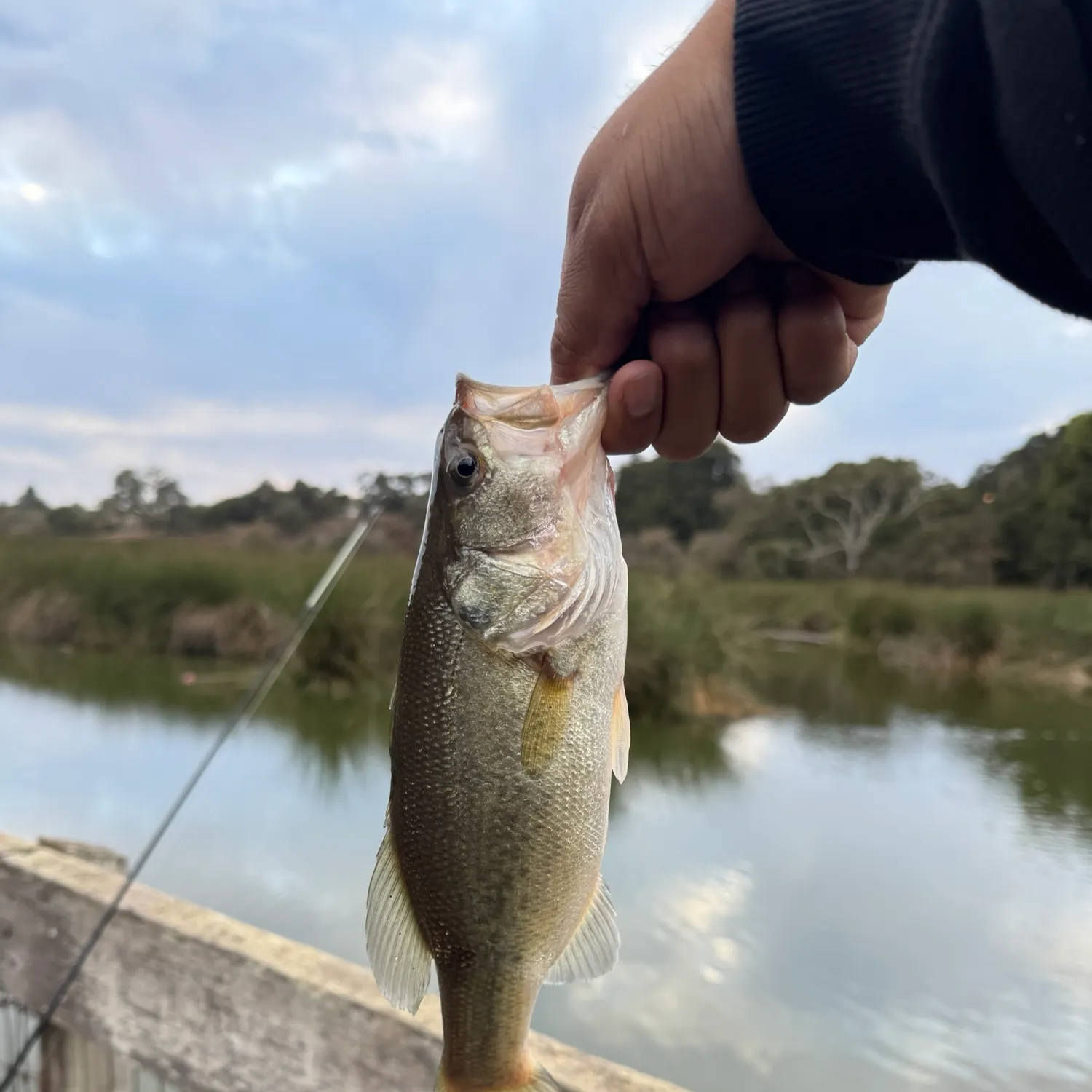 Largemouth bass caught on Fishbrain