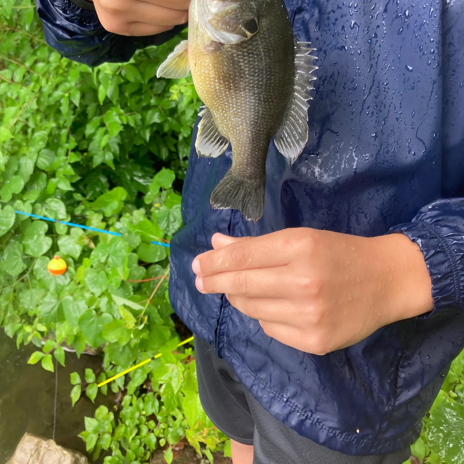 The most recent Green sunfish catches on Fishbrain