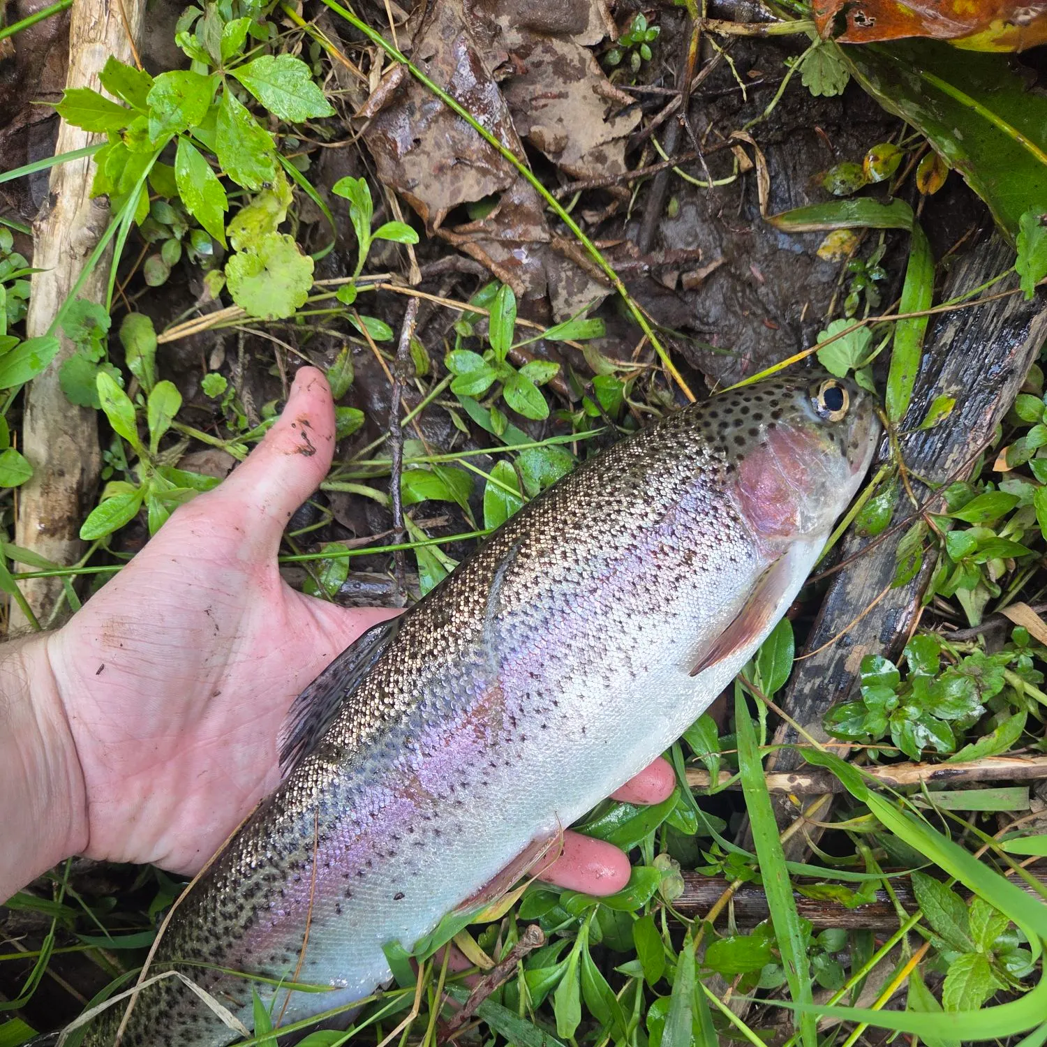 Rainbow trout caught on Fishbrain