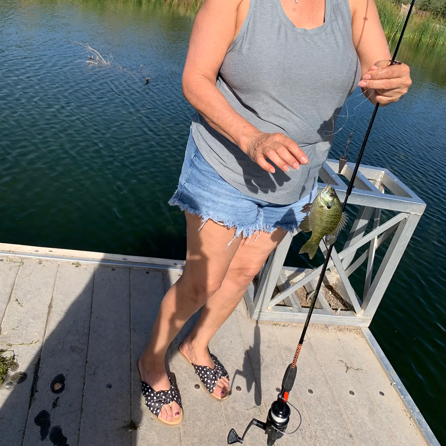 Bluegill caught on Fishbrain