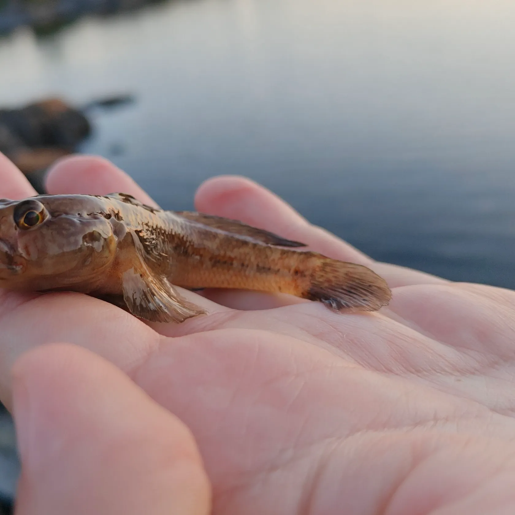 The most recent Black goby catches on Fishbrain