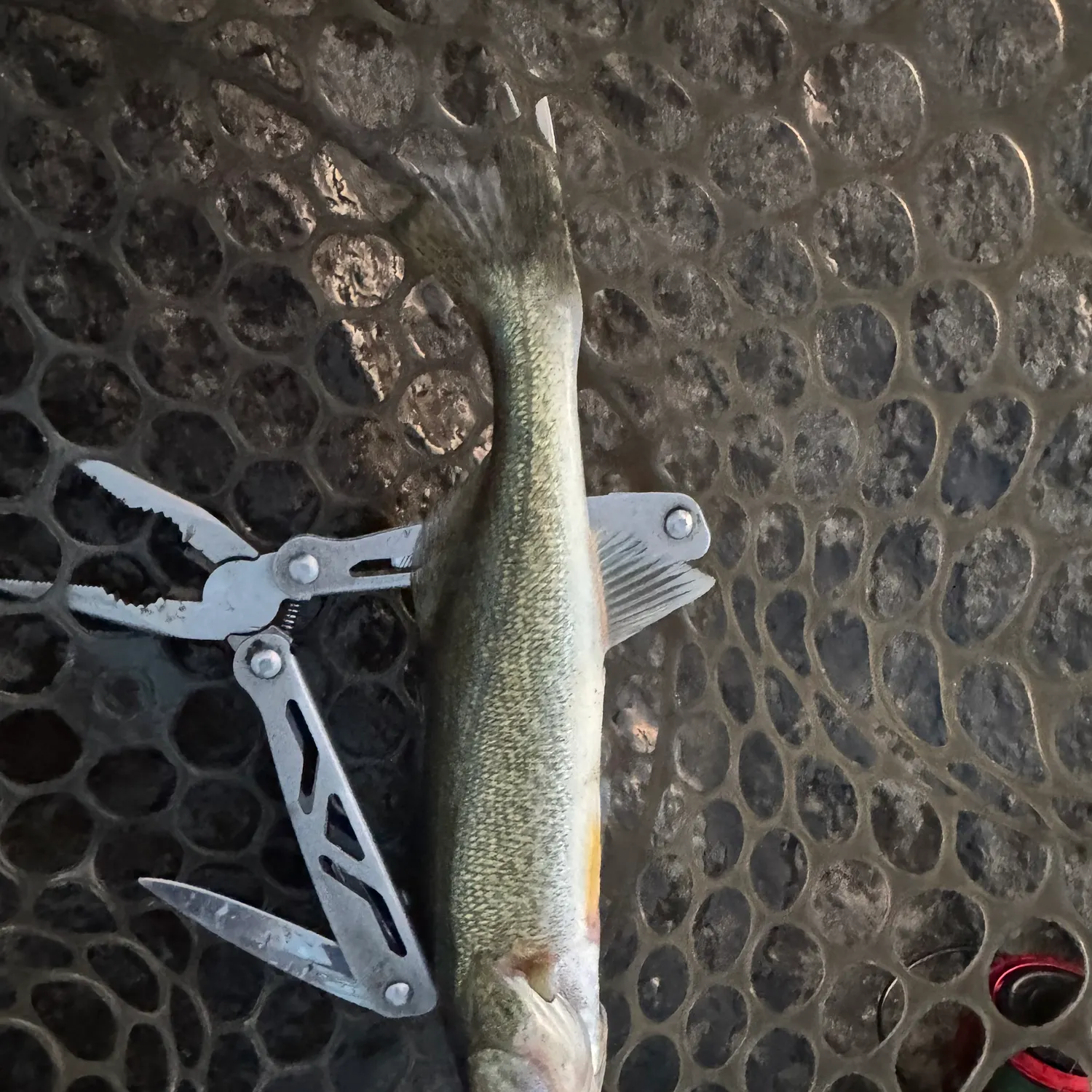 Walleye caught on Fishbrain