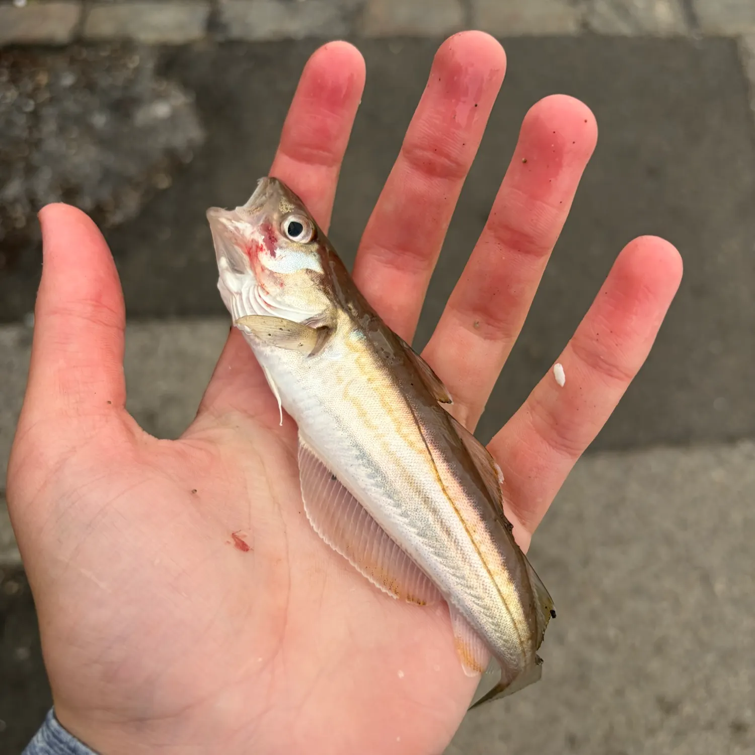 Whiting caught on Fishbrain