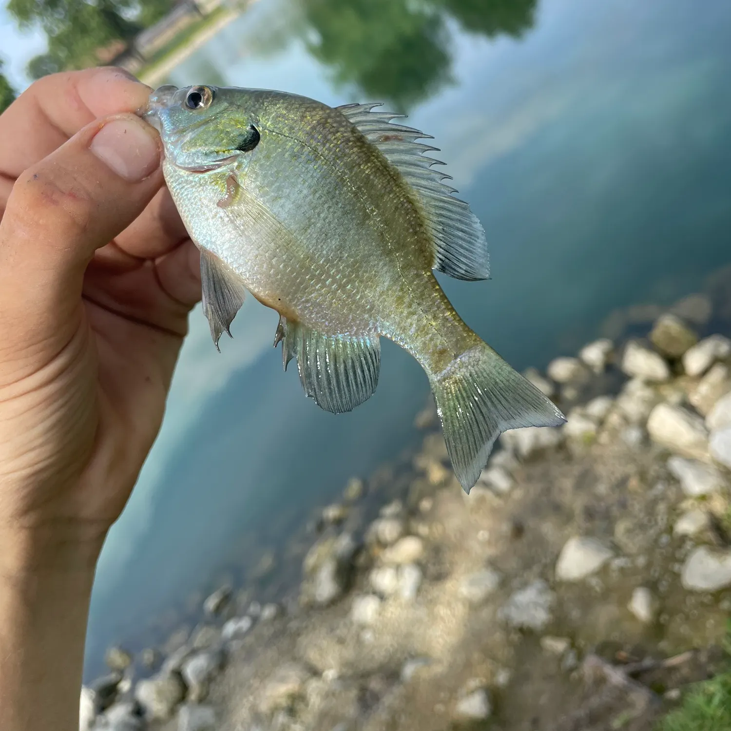 Bluegill caught on Fishbrain