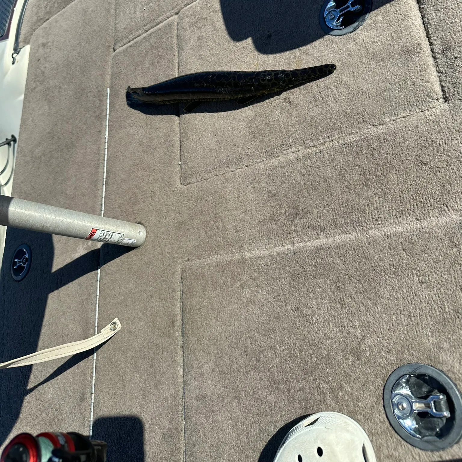 The most recent Alligator gar catches on Fishbrain