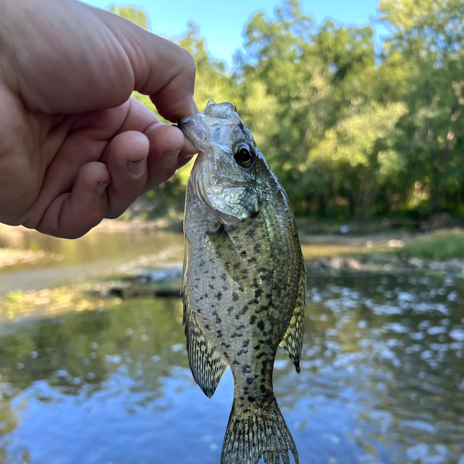 Black crappie caught on Fishbrain