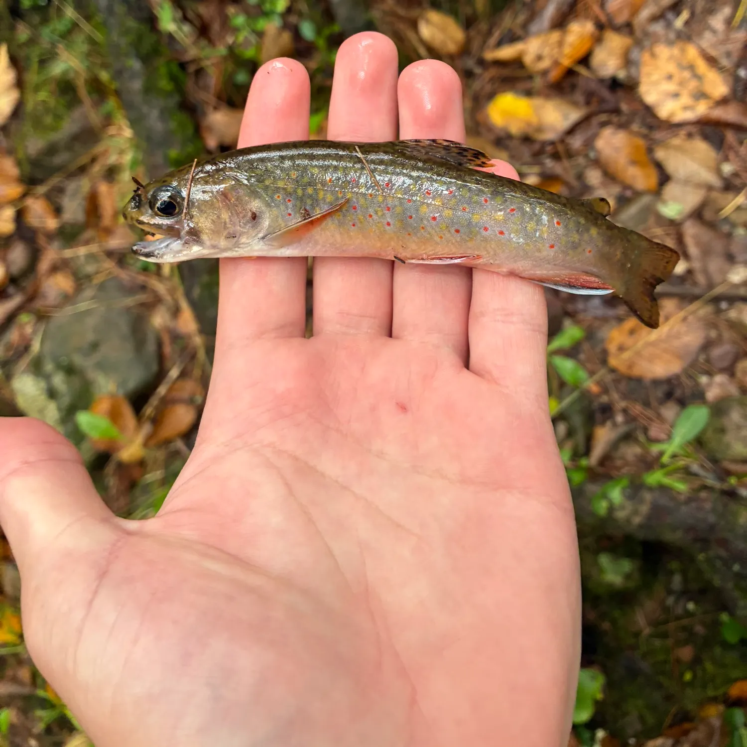 Brook trout caught on Fishbrain