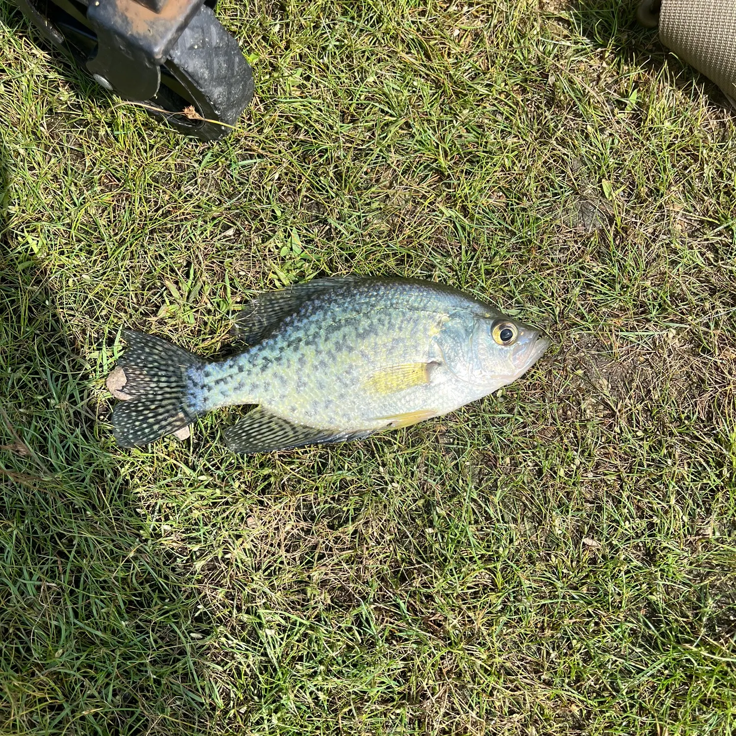 Black crappie caught on Fishbrain