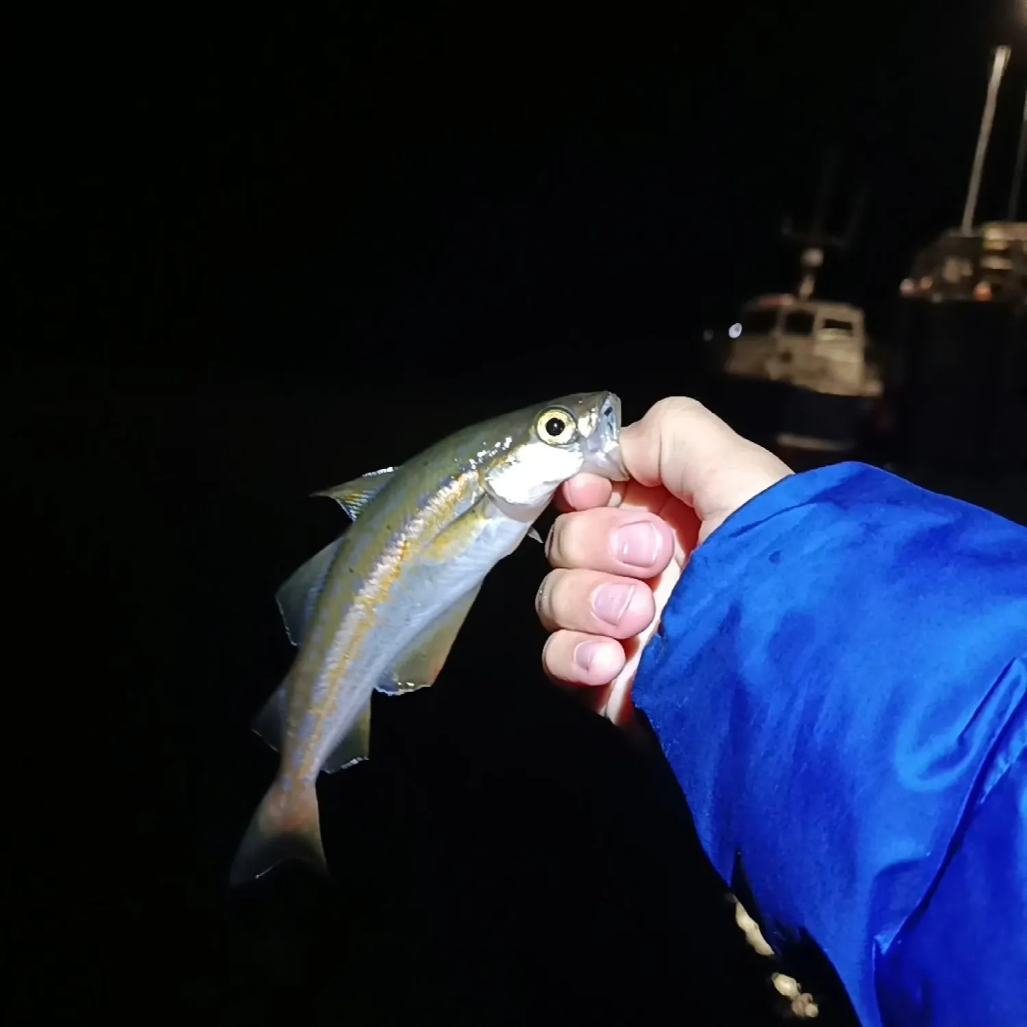 The most recent Whiting catches on Fishbrain