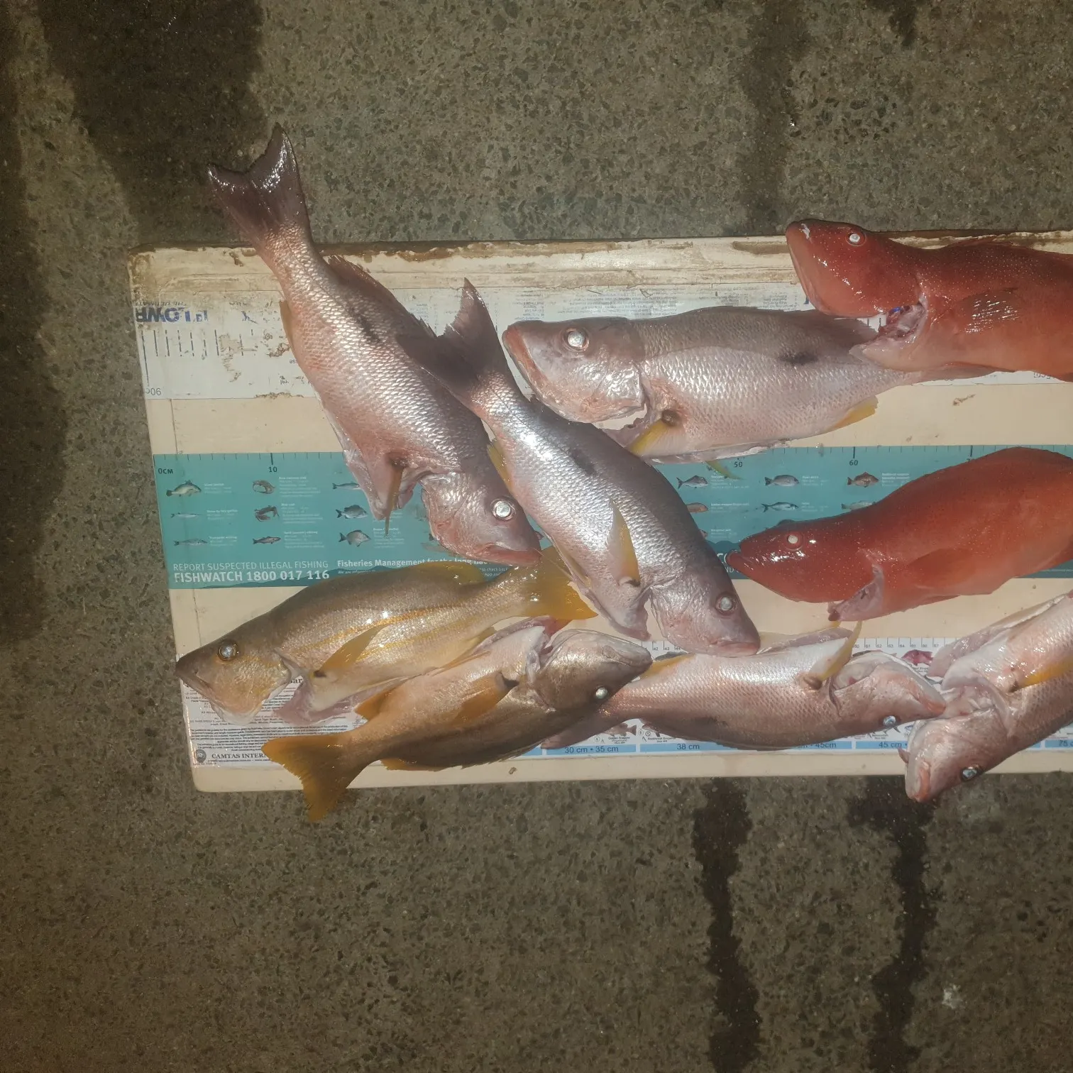 recently logged catches