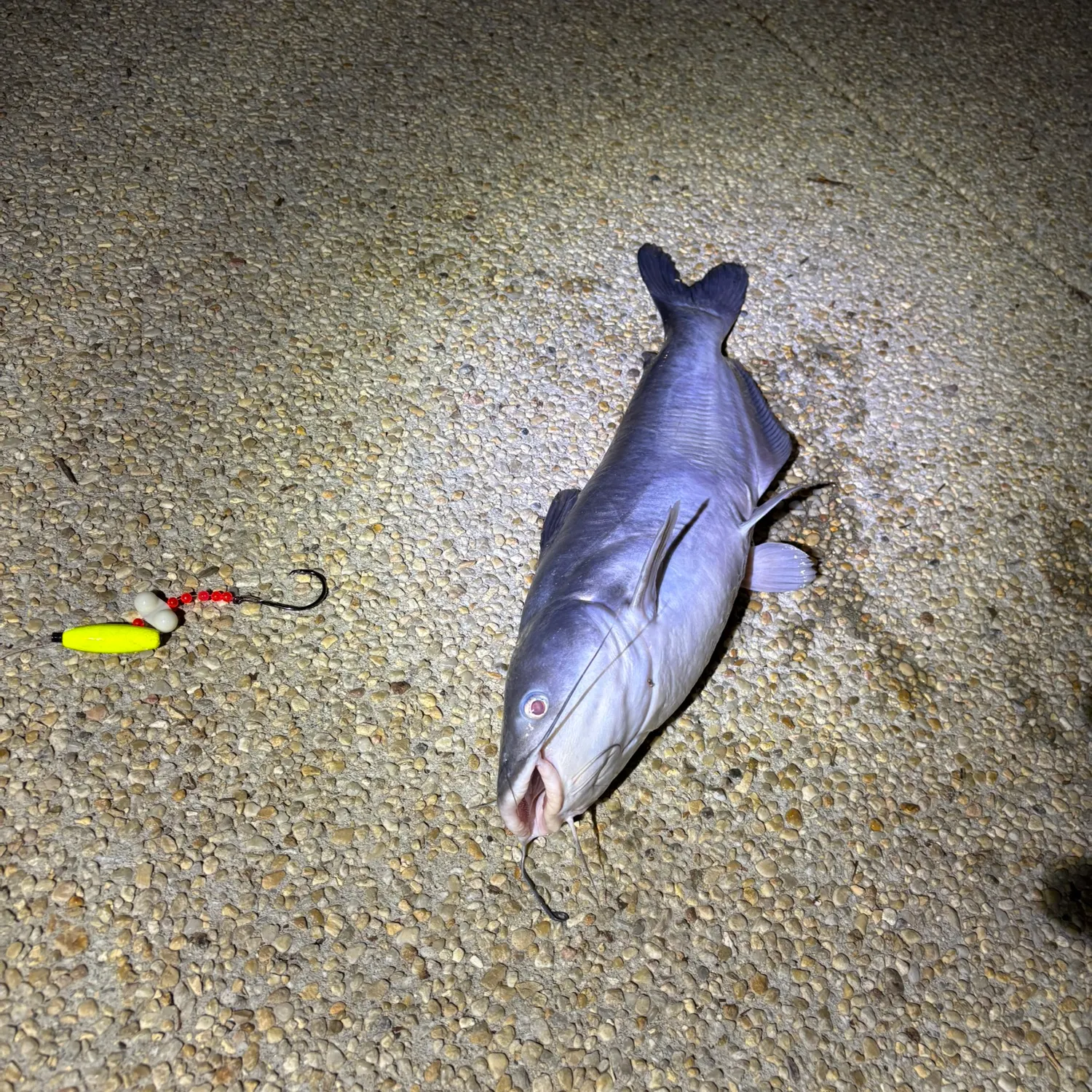 Blue catfish caught on Fishbrain