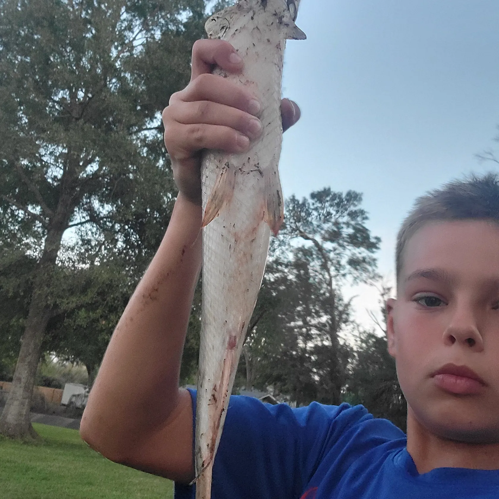 Shortnose gar caught on Fishbrain